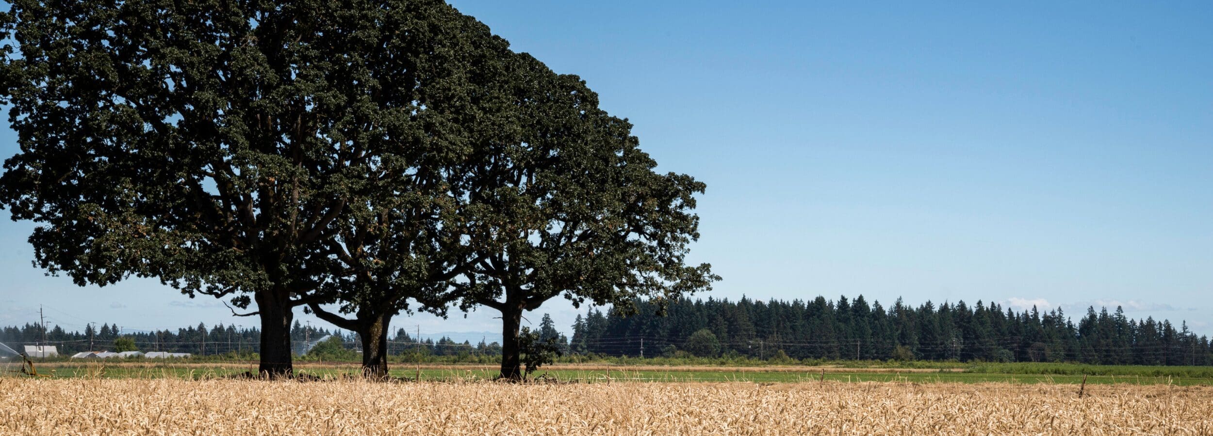 McMinnville