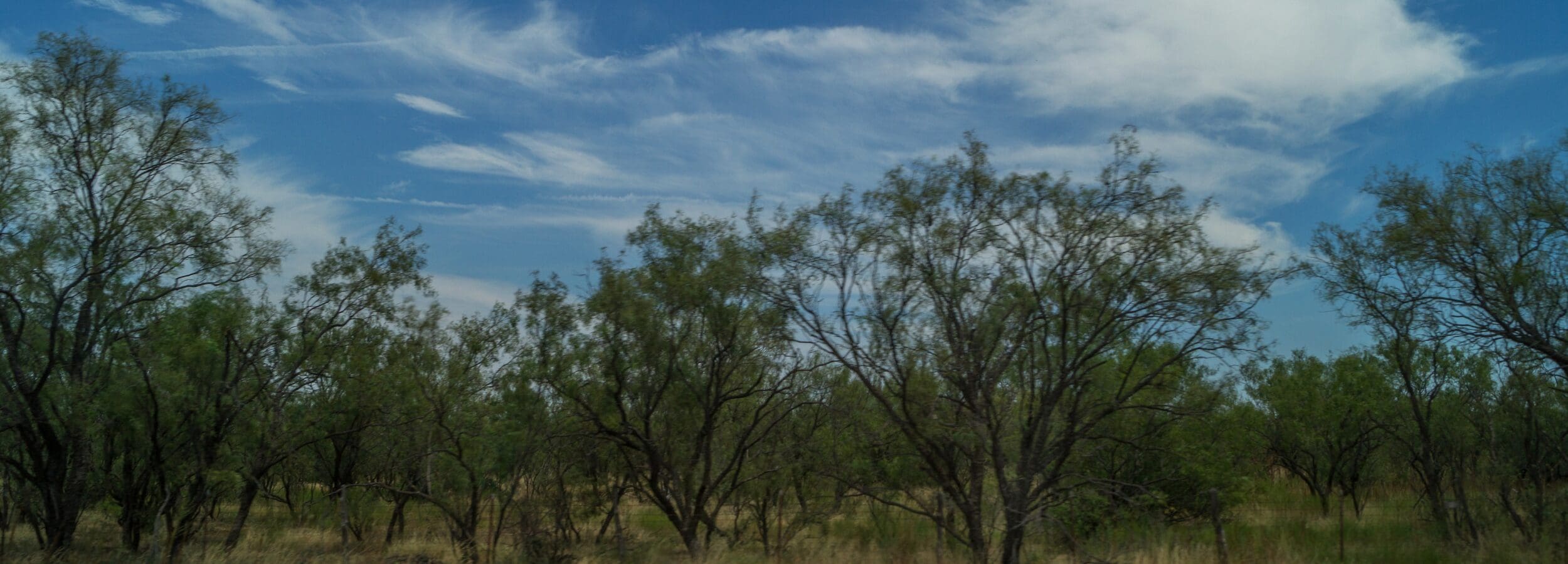 Mesquite