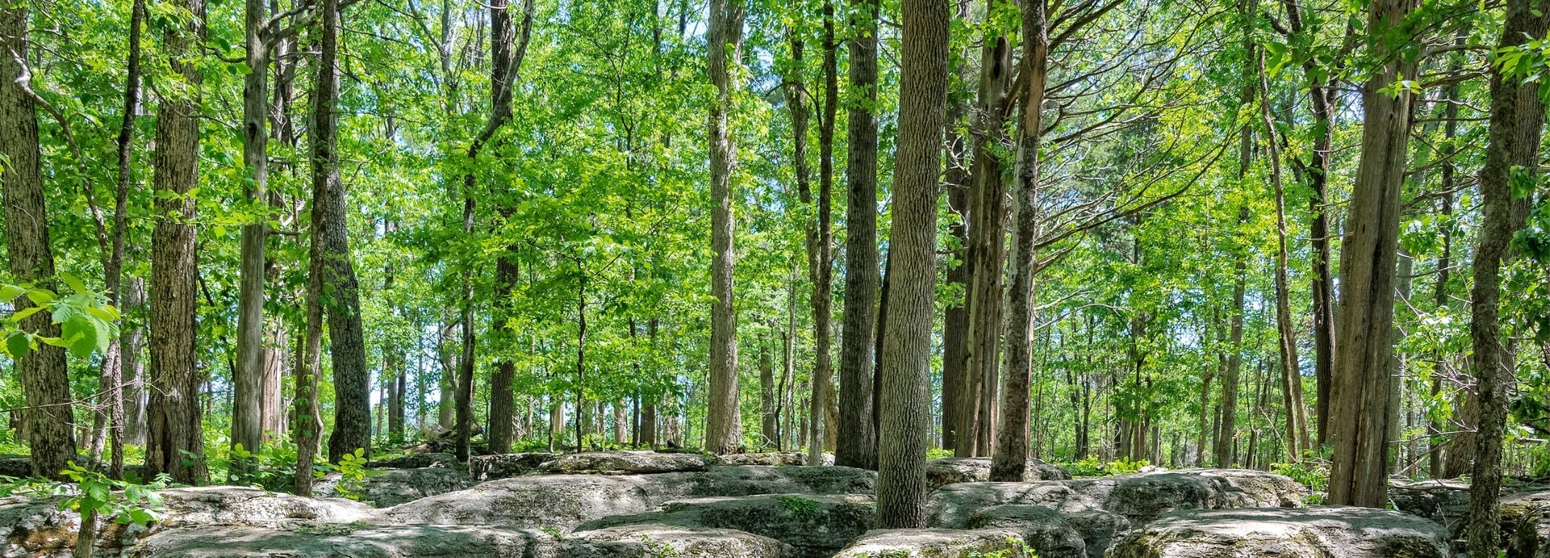Smyrna, TN