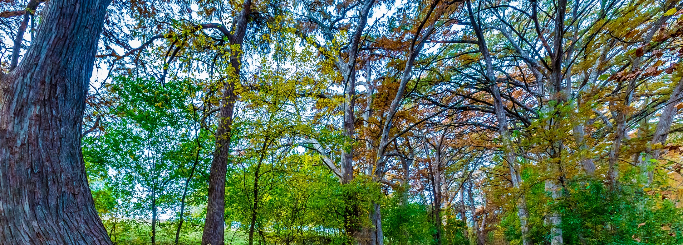 Schertz