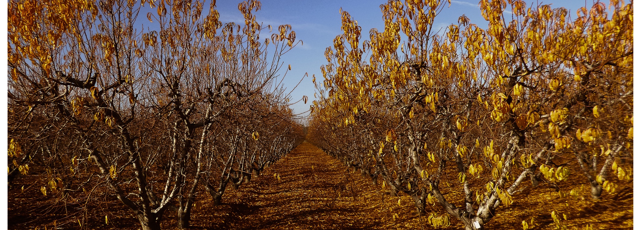 Reedley, CA