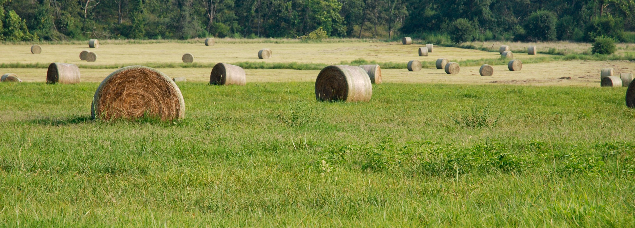 Rolla, MO