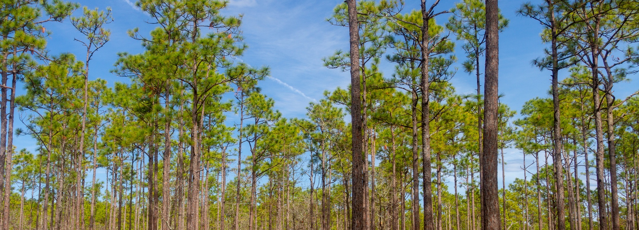 Southern Pines